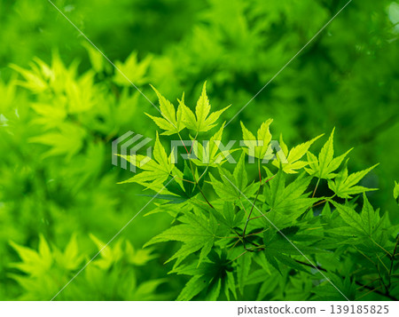 新鮮的綠色楓葉（菊池谷） 139185825