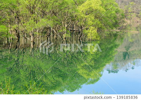 Waga River in Spring: Beautiful Submerged Forest with Fresh Greenery - Iwate Prefecture Waga River in Spring: Beautiful Submerged Forest with Fresh Greenery - Iwate Prefecture 139185836