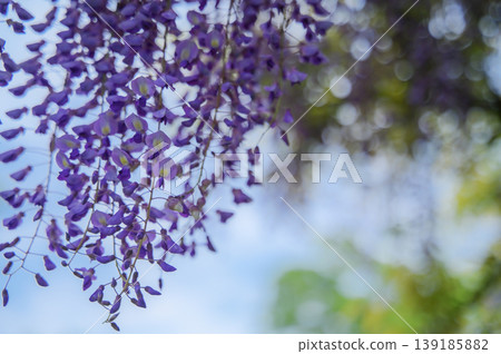 紫色的紫藤花在柔和的虛化背景下綻放。 139185882
