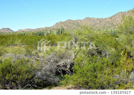 Saguaro Cactus Sonora desert Arizona Saguaro Cactus Sonora desert Arizona 139185927