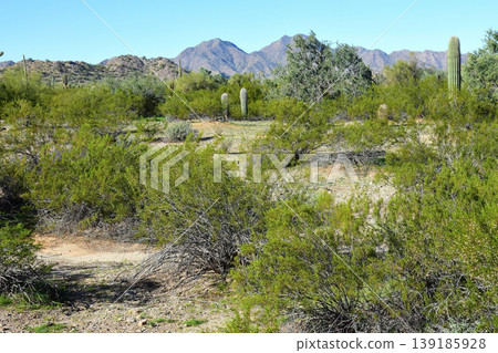 Saguaro Cactus Sonora desert Arizona Saguaro Cactus Sonora desert Arizona 139185928
