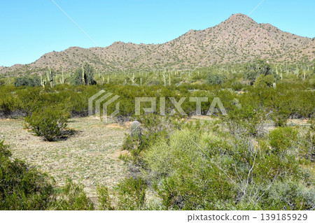 Saguaro Cactus Sonora desert Arizona Saguaro Cactus Sonora desert Arizona 139185929