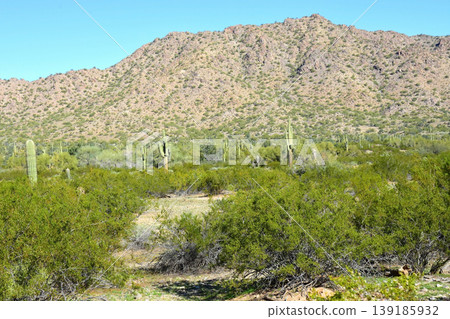 Saguaro Cactus Sonora desert Arizona 139185932