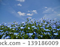 Beautiful nemophila in Fukai, Kitamoto City, Saitama Prefecture 139186009
