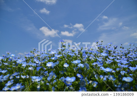 Beautiful nemophila in Fukai, Kitamoto City, Saitama Prefecture Beautiful nemophila in Fukai, Kitamoto City, Saitama Prefecture 139186009