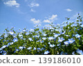 Beautiful nemophila in Fukai, Kitamoto City, Saitama Prefecture 139186010
