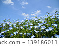 Beautiful nemophila in Fukai, Kitamoto City, Saitama Prefecture 139186011