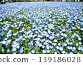 Beautiful nemophila in Fukai, Kitamoto City, Saitama Prefecture 139186028