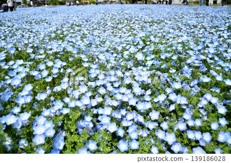 Beautiful nemophila in Fukai, Kitamoto City, Saitama Prefecture Beautiful nemophila in Fukai, Kitamoto City, Saitama Prefecture 139186028