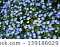 Beautiful nemophila in Fukai, Kitamoto City, Saitama Prefecture 139186029