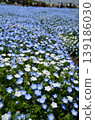 Beautiful nemophila in Fukai, Kitamoto City, Saitama Prefecture 139186030