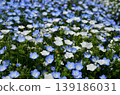 Beautiful nemophila in Fukai, Kitamoto City, Saitama Prefecture 139186031