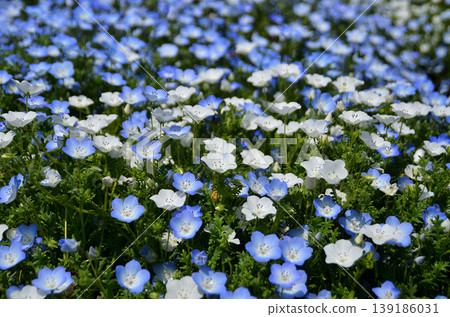 Beautiful nemophila in Fukai, Kitamoto City, Saitama Prefecture Beautiful nemophila in Fukai, Kitamoto City, Saitama Prefecture 139186031