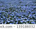 Beautiful nemophila in Fukai, Kitamoto City, Saitama Prefecture 139186032