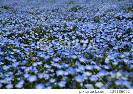 Beautiful nemophila in Fukai, Kitamoto City, Saitama Prefecture Beautiful nemophila in Fukai, Kitamoto City, Saitama Prefecture 139186032