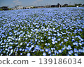 Beautiful nemophila in Fukai, Kitamoto City, Saitama Prefecture 139186034