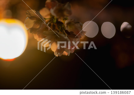 Cherry blossoms illuminated in the darkness of night, creating a fantastical bokeh effect. Cherry blossoms illuminated in the darkness of night, creating a fantastical bokeh effect. 139186087