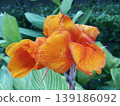 Vibrant Orange Canna Lily Flower with Variegated Green Leaves 139186092