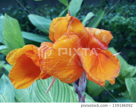 Vibrant Orange Canna Lily Flower with Variegated Green Leaves Vibrant Orange Canna Lily Flower with Variegated Green Leaves 139186092