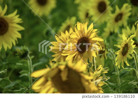 A cheerful sunflower blooming, facing the sun. A cheerful sunflower blooming, facing the sun. 139186110