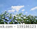 Beautiful nemophila in Fukai, Kitamoto City, Saitama Prefecture 139186123