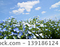 Beautiful nemophila in Fukai, Kitamoto City, Saitama Prefecture 139186124