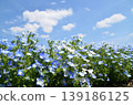 Beautiful nemophila in Fukai, Kitamoto City, Saitama Prefecture 139186125