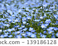 Beautiful nemophila in Fukai, Kitamoto City, Saitama Prefecture 139186128