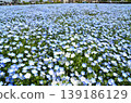 Beautiful nemophila in Fukai, Kitamoto City, Saitama Prefecture 139186129