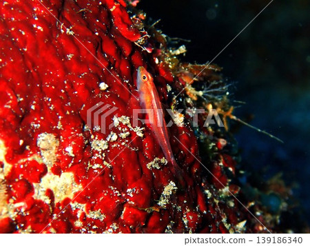 在伊豆大島拍攝到的蝦虎魚。 在伊豆大島拍攝到的蝦虎魚。 139186340