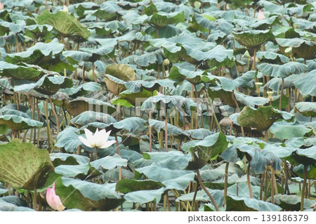Indian or sacred lotus lily water flower blooming in lake on garden Indian or sacred lotus lily water flower blooming in lake on garden 139186379