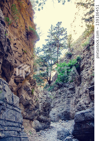 Exploring a narrow canyon with towering cliffs and vibrant vegetation Exploring a narrow canyon with towering cliffs and vibrant vegetation 139186451