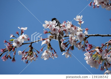 Great Tit Bird Perched on Sakura Tree Great Tit Bird Perched on Sakura Tree 139186542