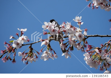 Great Tit Bird Perched on Sakura Tree Great Tit Bird Perched on Sakura Tree 139186543