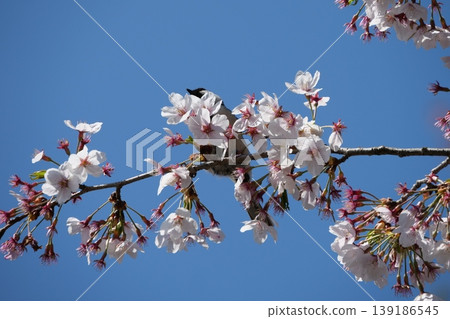 Great Tit Bird Perched on Sakura Tree Great Tit Bird Perched on Sakura Tree 139186545