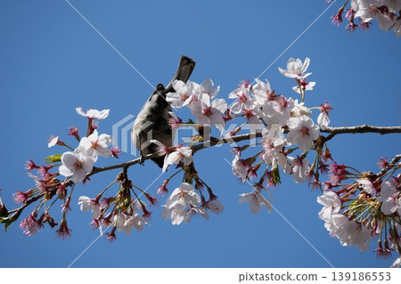 Great Tit Bird Perched on Sakura Tree Great Tit Bird Perched on Sakura Tree 139186553