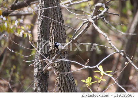 Great Tit Bird Perched on Sakura Tree Great Tit Bird Perched on Sakura Tree 139186563