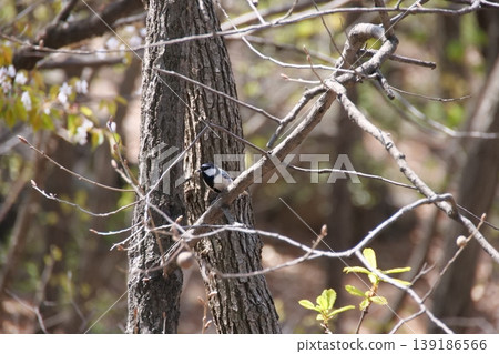 Great Tit Bird Perched on Sakura Tree Great Tit Bird Perched on Sakura Tree 139186566