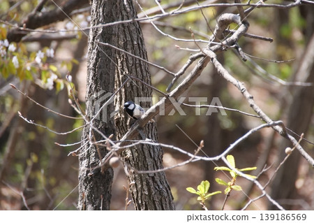 Great Tit Bird Perched on Sakura Tree Great Tit Bird Perched on Sakura Tree 139186569