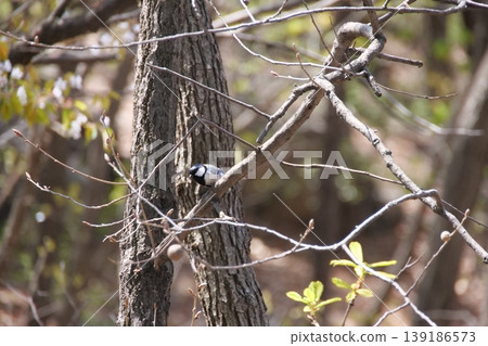Great Tit Bird Perched on Sakura Tree Great Tit Bird Perched on Sakura Tree 139186573