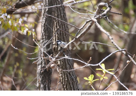 Great Tit Bird Perched on Sakura Tree 139186576
