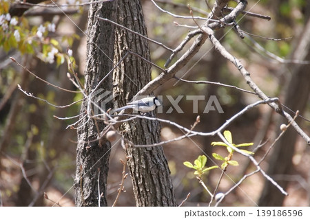 Great Tit Bird Perched on Sakura Tree 139186596