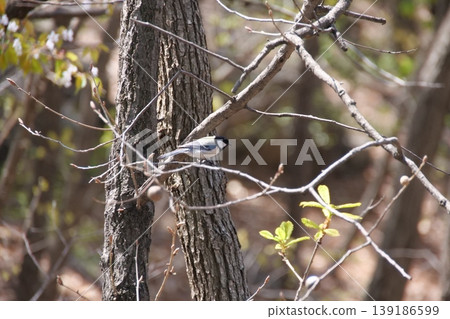 Great Tit Bird Perched on Sakura Tree Great Tit Bird Perched on Sakura Tree 139186599