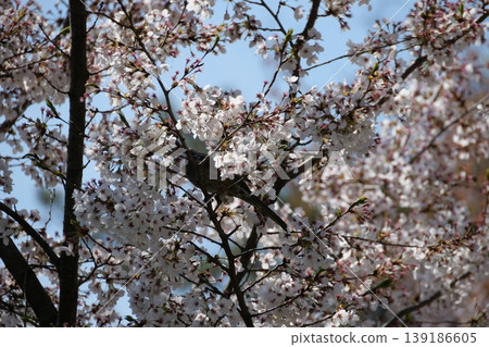 Great Tit Bird Perched on Sakura Tree 139186605