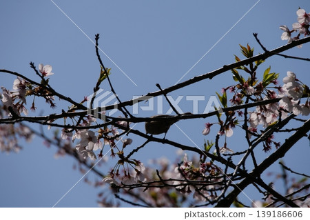 Great Tit Bird Perched on Sakura Tree Great Tit Bird Perched on Sakura Tree 139186606