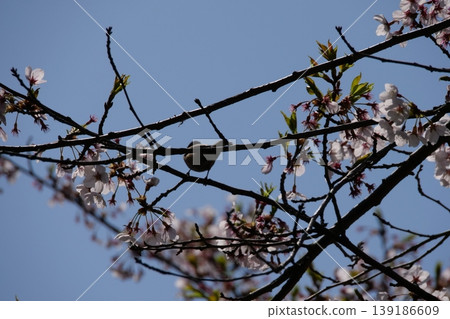 Great Tit Bird Perched on Sakura Tree Great Tit Bird Perched on Sakura Tree 139186609