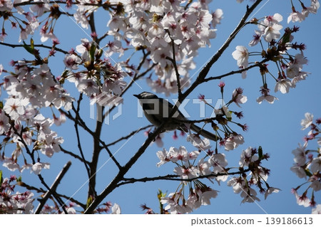Great Tit Bird Perched on Sakura Tree Great Tit Bird Perched on Sakura Tree 139186613