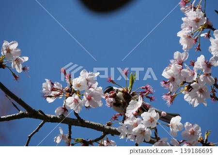 Small Bird Sitting on Blooming Cherry Blossom Small Bird Sitting on Blooming Cherry Blossom 139186695
