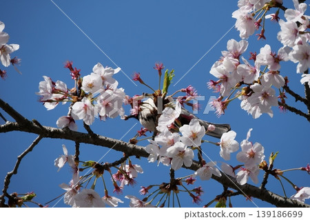 Small Bird Sitting on Blooming Cherry Blossom Small Bird Sitting on Blooming Cherry Blossom 139186699