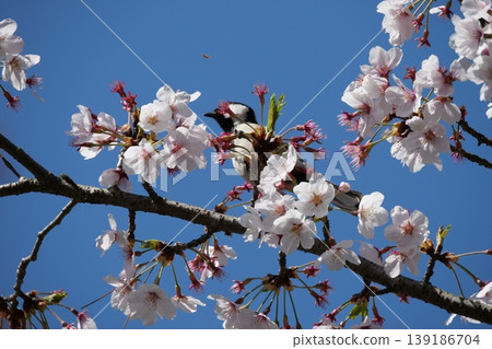 Small Bird Sitting on Blooming Cherry Blossom Small Bird Sitting on Blooming Cherry Blossom 139186704